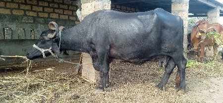 ભેંસ વેશવાની છે