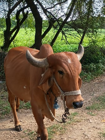 ગીર ગાય વેચવાની છે