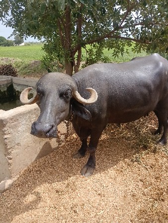 ભૈસ વેચવાની છે