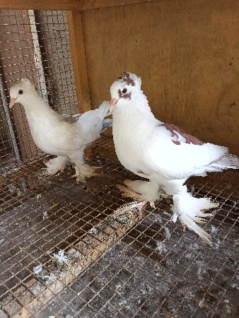 કબૂતર વેચવાના છે