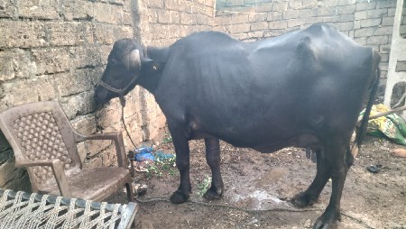 વેચવાની છે