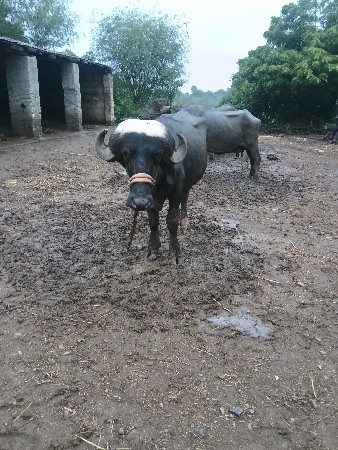 પાડો વેચવાનો છે