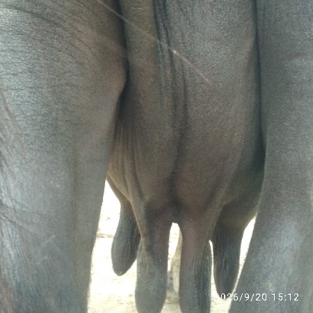 ભેંસ  વેચવાની છે