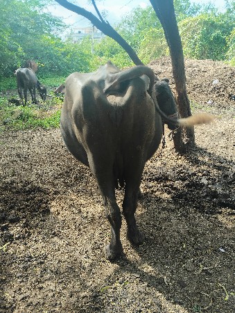 ભેંસ વેચવાની છે