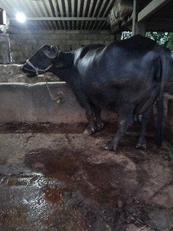 ત્રીજું વેતર આઠ લીટર દુઘ