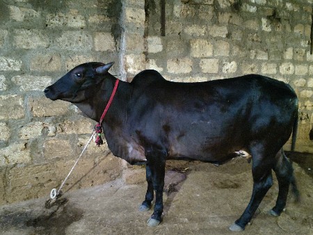 કારી ઓડકી વેચવાની છે