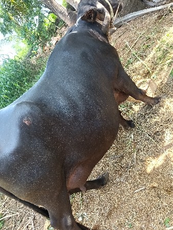 ભેંસ વેચવાની છે 3 વેતર વિયા સે