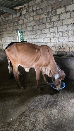 gir vasdi vesvani se