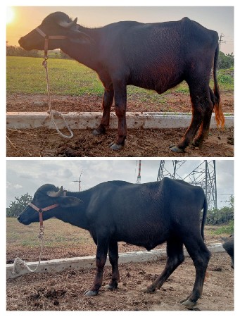 વેચાવા