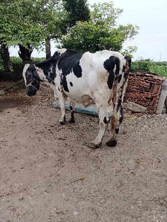ગીર ક્રોસ ગાય વેશવાની છે
