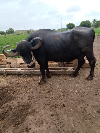 ભેંશ વેશવાનિ છે