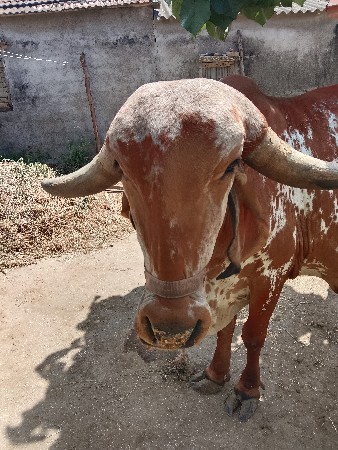 ગાય વેચવા ની છે