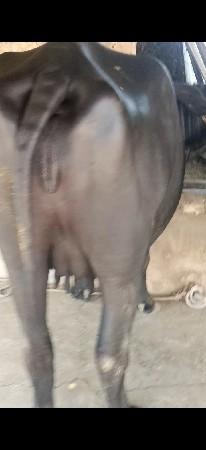 ભેંસ વેચવાની છે