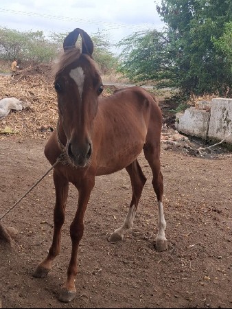 વછેરો વેચવાનોછે