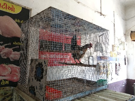પીંજરું