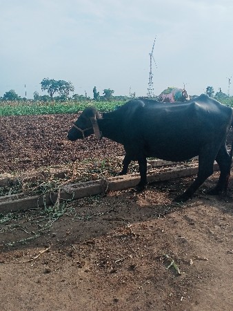 ભેંસ વેચવાનીછે
