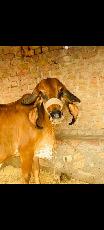 ગીર ગાય વેચવાની છે