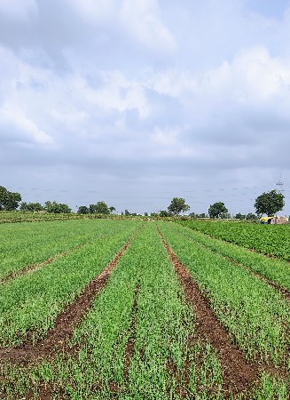 લાલ ડુંગળી નો રોપ વેચવાનો છે