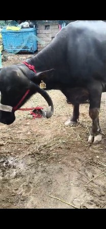 ભેંસ વેચવાની છે