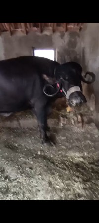 તણ ભેંસ વેચવાની છે