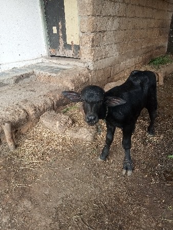સિસોદિયા અમરાભાઈ