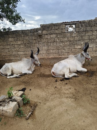બળદ વેચવાના છે.