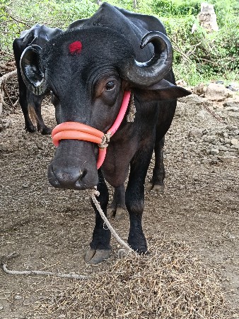 ખડેલી વેચવાની છે