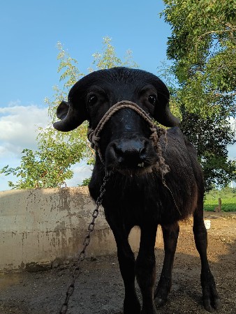 આ પાડો વેસવાનો સે