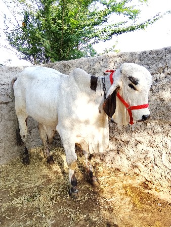 bull