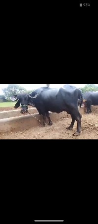 ભૈસ વેસવાની છે
