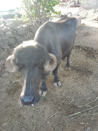 ભેંશ વેચવાની છે