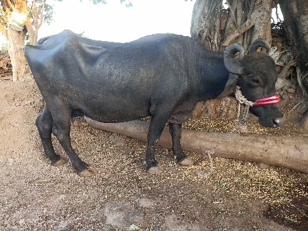 ભેસ વેચવાની છે