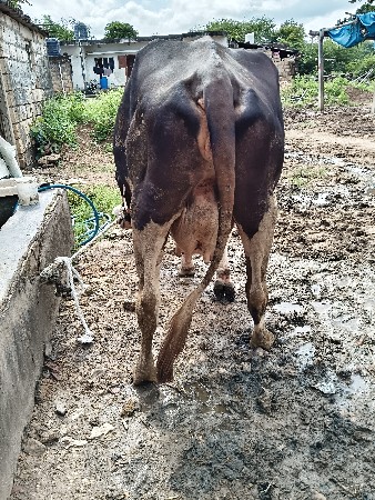 sf જર્સી ક્રોસ
