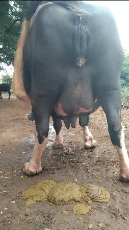વેચવાની છે