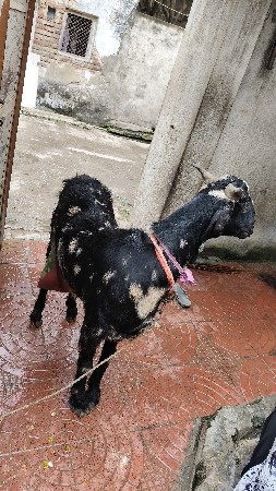 2 વેતર
1 આચર છે
