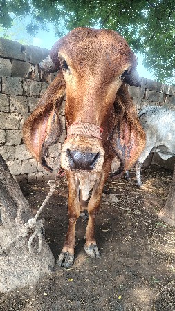 ગીર વાંસળી વેચવાની છે