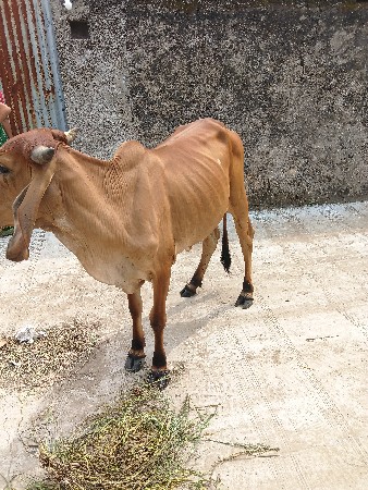 ઓડકી વેચવાની સે