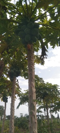 કાચા પપેયા