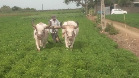 બળદ વેચવાના છે