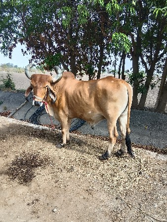 બળદ વેચવાના છે