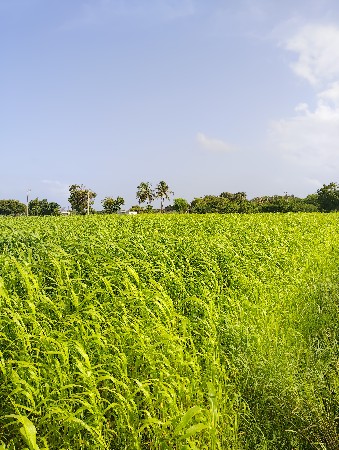 જુવાર નોં છારો