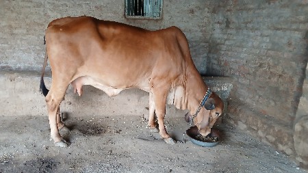 ગીર ગાય વેચવાની સે (બોટાદ)