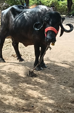 ભેંસ વેચવાની છે