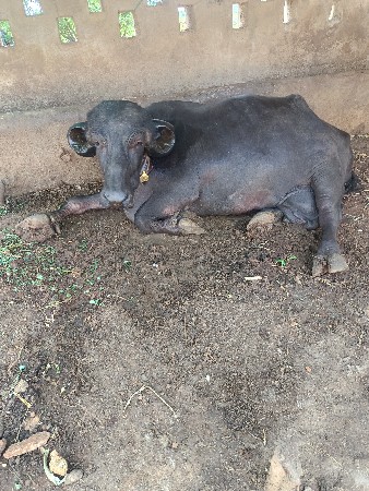 ભેંસ વેચવાની છે