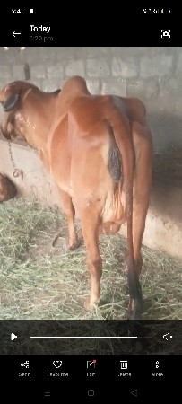 ગાય
