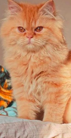 parsian  cat