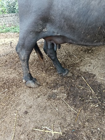 ભેંસ વેચવાની છે