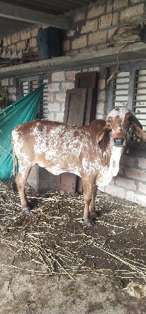 ગીર ગાય દેવાની છે