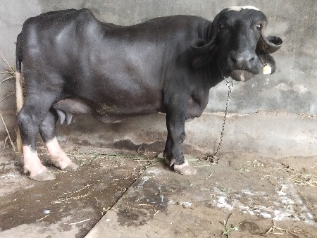 ભેંસ વેચવાની છે