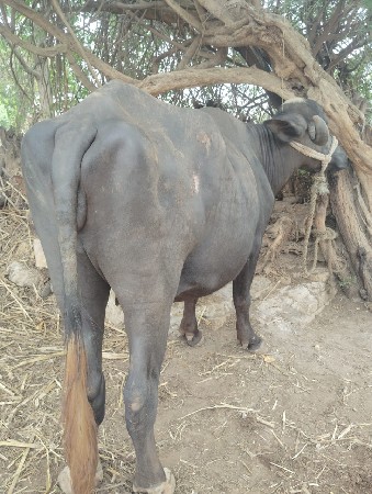 ખડેલું વેચવાનું છે
